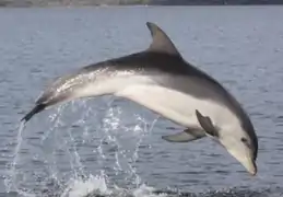 Tursiops australis