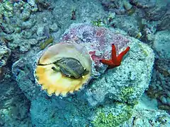 Cette ranelle géante (Tutufa bubo) consomme une Linckia multifora.