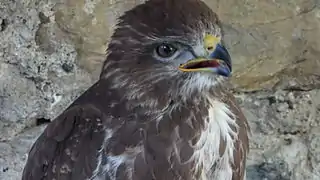 Buse variable