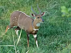 guib harnaché ♂.