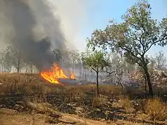 Feu de forêt.