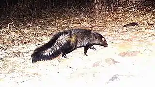 Description de l'image Bushy-tailed mongoose - Snapshot Safari Ruaha1.jpg.