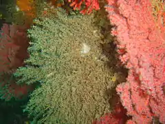 Un Eudendrium à Bakoven, en Afrique du Sud.