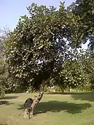 Butea monosperma à Bagh-e-Jinnah, Lahore, Pakistan.