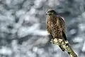 Buse variable,  Buteo buteo.