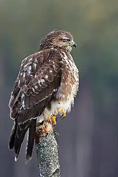 Photographie en couleurs d'un rapace au plumage marron beige et ocre, les pattes posées sur un perchoir et le corps levé en position d'observation