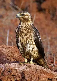 Description de l'image Buteo galapagoensis perched.jpg.