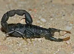 Description de l'image Buthid Scorpion (Uroplectes olivaceus) (12015422826).jpg.