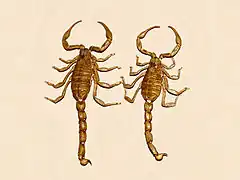 Description de l'image Buthidae - Odontobuthus doriae.JPG.
