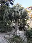 Butia odorata - à Nîmes au jardin de la Fontaine.