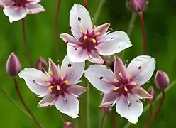 Détail de l'inflorescence