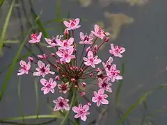 Inflorescence