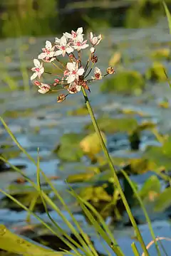 Le butome à ombelle