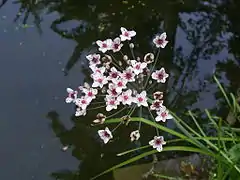 Fleurs de Jonc fleuri.