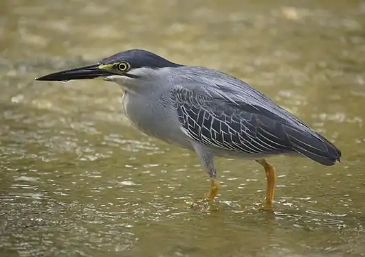 Un héron strié en chasse dans un étang près de Kuala Lumpur. Juillet 2018