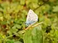 Polyommatus icarus