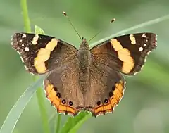 Vanessa abyssinica