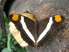 Adelpha fessonia