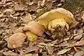 Boletus appendiculatus