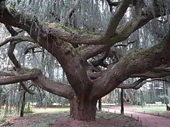 Tronc du 'Glauca Pendula', en 2012