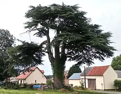 Cèdre du Liban.