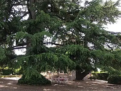 Cèdres du Liban à Anduze.