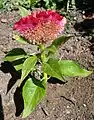 Description de l'image Célosia cristata plante rose-rouge.JPG.