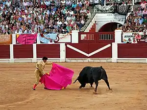 Photo couleur d'un toredo à costume doré et cape rose fuschia face à un taureau noir qui charge tête baissée.
