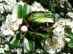 Cétoine dorée (Cetonia aurata) sur Cotoneaster dammeri.