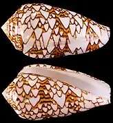 Conus textile