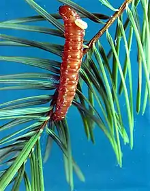 Une chenille sur un rameau de sapin, avec une toute petite larve accrochée derrière la tête.