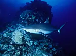 Photo d'un requin dans des eaux au crépuscule, avec des coraux en arrière plan.