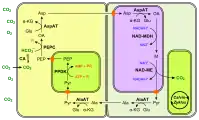 (en) Fixation du carbone en C4 à NAD-ME.  - CA : anhydrase carbonique ;  - PEP : phosphoénolpyruvate ;  - PEPC : phosphoénolpyruvate carboxylase ;  - OA : oxaloacétate ;  - Glu : Glu ;  - AspAT : aspartate aminotransférase ;  - α-KG : α-cétoglutarate ;  - Asp : aspartte ;  - NAD-MDH : malate déshydrogénase ;  - M : malate ;  - NAD-ME : enzyme malique à NAD ;  - Pyr : pyruvate ;  - AlaAT : alanine aminotransférase ;  - Ala : alanine ;  - PPDK : pyruvate phosphate dikinase.Les enzymes à NAD — ici la MDH et la NAD-ME — se trouvent dans les mitochondries, représentées de couleur violacée.