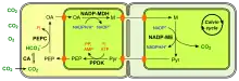 (en) Fixation du carbone en C4 à NADP-ME.  - CA : anhydrase carbonique ;  - PEP : phosphoénolpyruvate ;  - PEPC : phosphoénolpyruvate carboxylase ;  - OA : oxaloacétate ;  - NADP-MDH : malate déshydrogénase à NADP+ ;  - M : malate ;  - NADP-ME : enzyme malique à NADP ;  - Pyr : pyruvate.Les chloroplastes sont représentés de couleur vert vif.