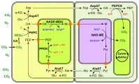 (en) Fixation du carbone en C4 à PEPCK.  - CA : anhydrase carbonique ;  - PEP : phosphoénolpyruvate ;  - PEPC : phosphoénolpyruvate carboxylase ;  - OA : oxaloacétate ;  - Glu : Glu ;  - AspAT : aspartate aminotransférase ;  - PEPCK : phosphoénolpyruvate carboxykinase  - α-KG : α-cétoglutarate ;  - Asp : aspartte ;  - NADP-MDH : malate déshydrogénase à NADP+ ;  - M : malate ;  - NAD-ME : enzyme malique à NAD ;  - Pyr : pyruvate ;  - AlaAT : alanine aminotransférase ;  - Ala : alanine ;  - PPDK : pyruvate phosphate dikinase.Les enzymes à NAD — ici la NAD-ME — se trouvent dans les mitochondries, représentées de couleur violacée.