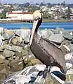 Un pélican brun de Californie, sur l’île Shelter à San Diego en Californie (États-Unis).