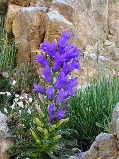 Description de l'image CAMPANULA SPECIOSA - BÒFIA - IB-344 (Campaneta gran).jpg.