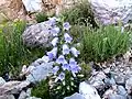 Campanule à belles fleurs(Campanula speciosa).