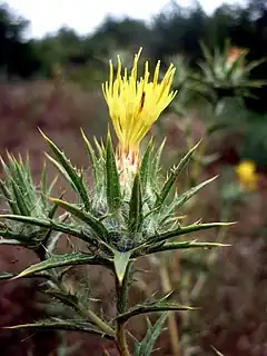 Description de l'image CARTHAMUS LANATUS - MORROCURT - IB-141 (Card fuell).JPG.