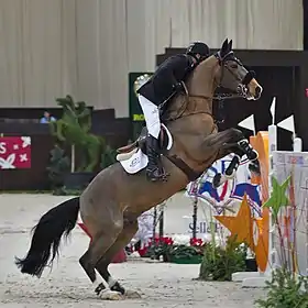 Hongre selle français lors d'une compétition internationale de saut d'obstacles.