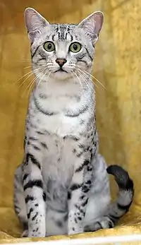 Mau égyptien black silver spotted tabby présenté à l'exposition féline de Hyvinkää en Finlande.