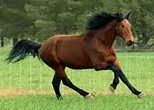 Photo d'un cheval bai nu au galop dans son paddock en herbe.