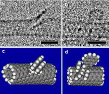 Électromicrographie en noir et blanc de nanotubes modifiés et interprétations.