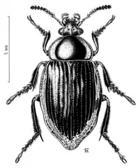 Zeanecrophilus prolongatus.