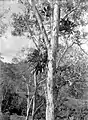 Un arbre kayu putih à Ambon aux Moluques en Indonésie (1926)