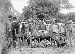 Chasse au tigre dans les Indes orientales néerlandaises (actuelle Indonésie) en 1941.