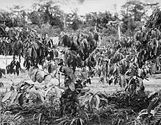 Plantation de Robusta (Sangmélima, 1965).