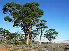 Photographie des berges du Lac Hope en Australie