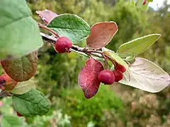 Cotoneaster commun.