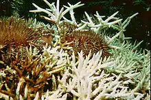 Plusieurs acanthaster dévorent des coraux branchus, qui deviennent blanc pur.
